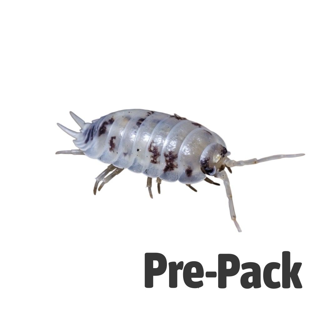 Dairy Cow Woodlice - Pre Pack