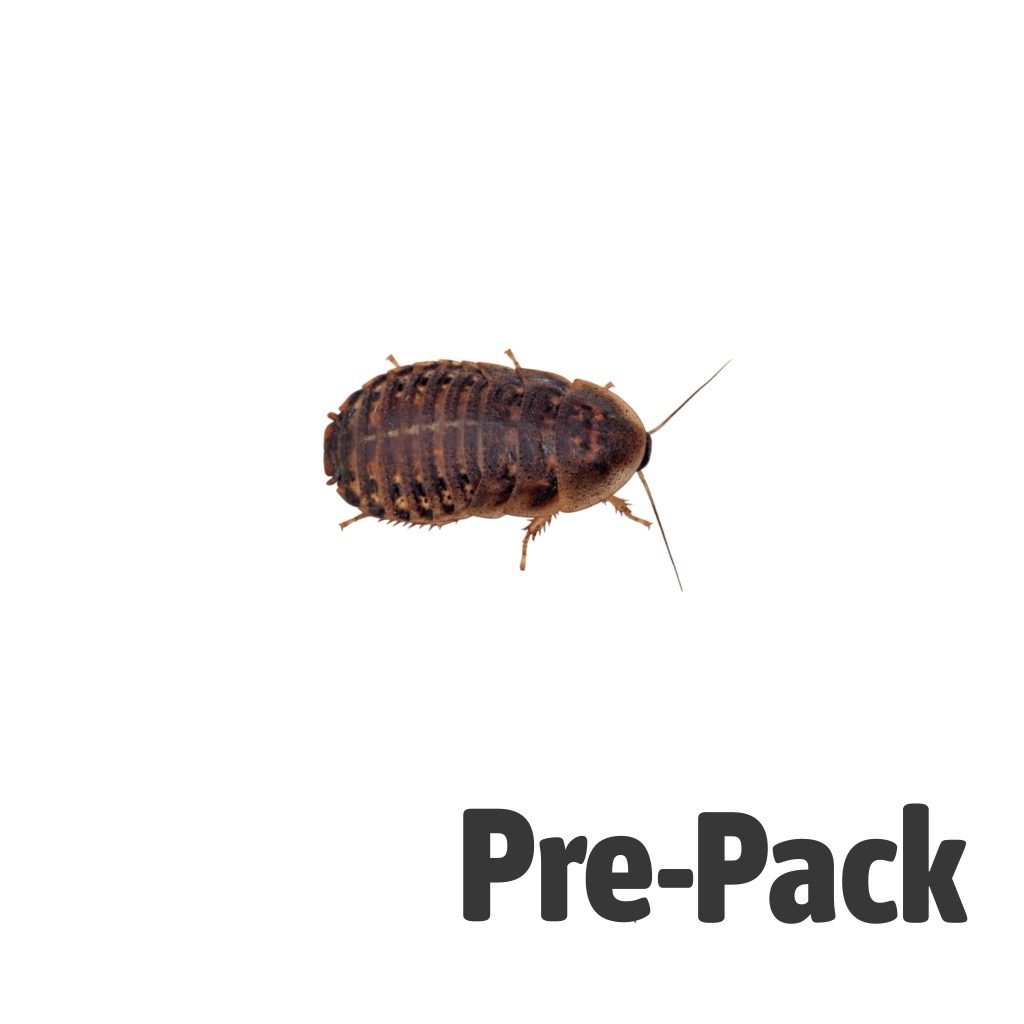 Reptile Live Food: Dubia Cockroaches pre-pack (Various Sizes)