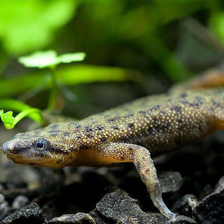 African Dwarf Frog