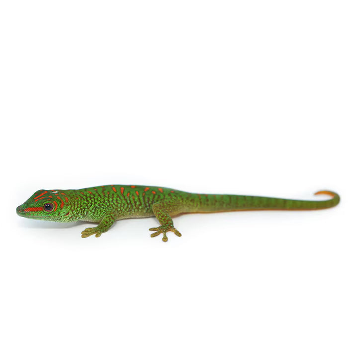 Giant Day Gecko