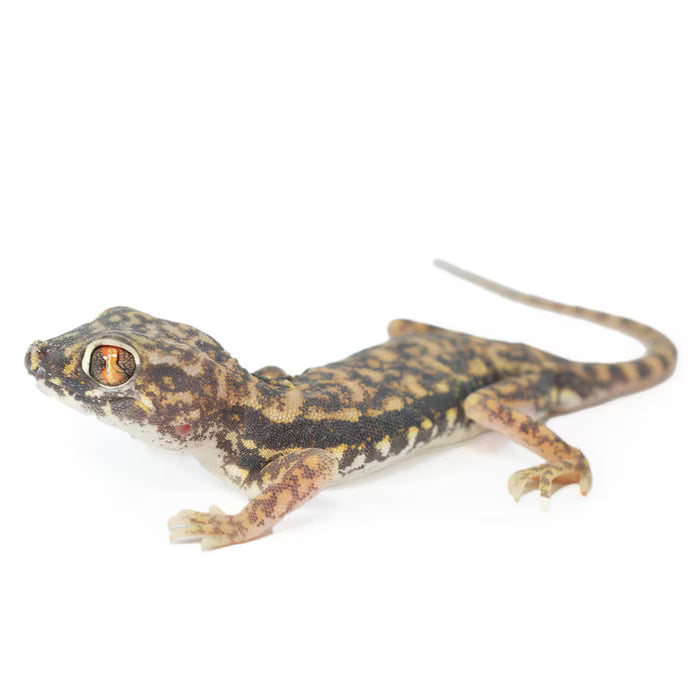 Dune Gecko