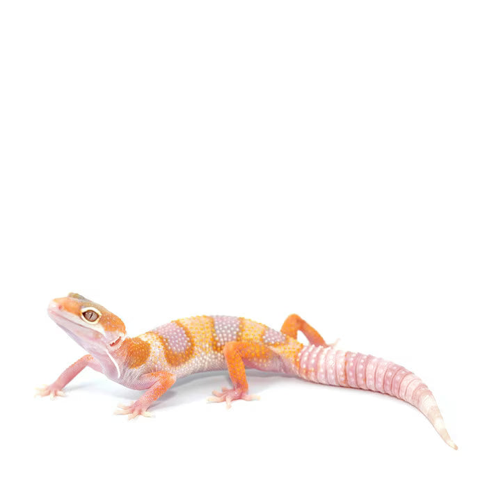 Tremper Albino Leopard Gecko