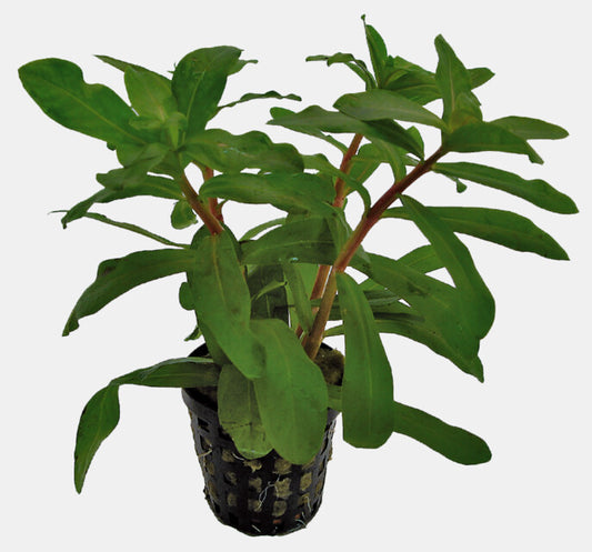 Ammania Gracilis 5cm Pot