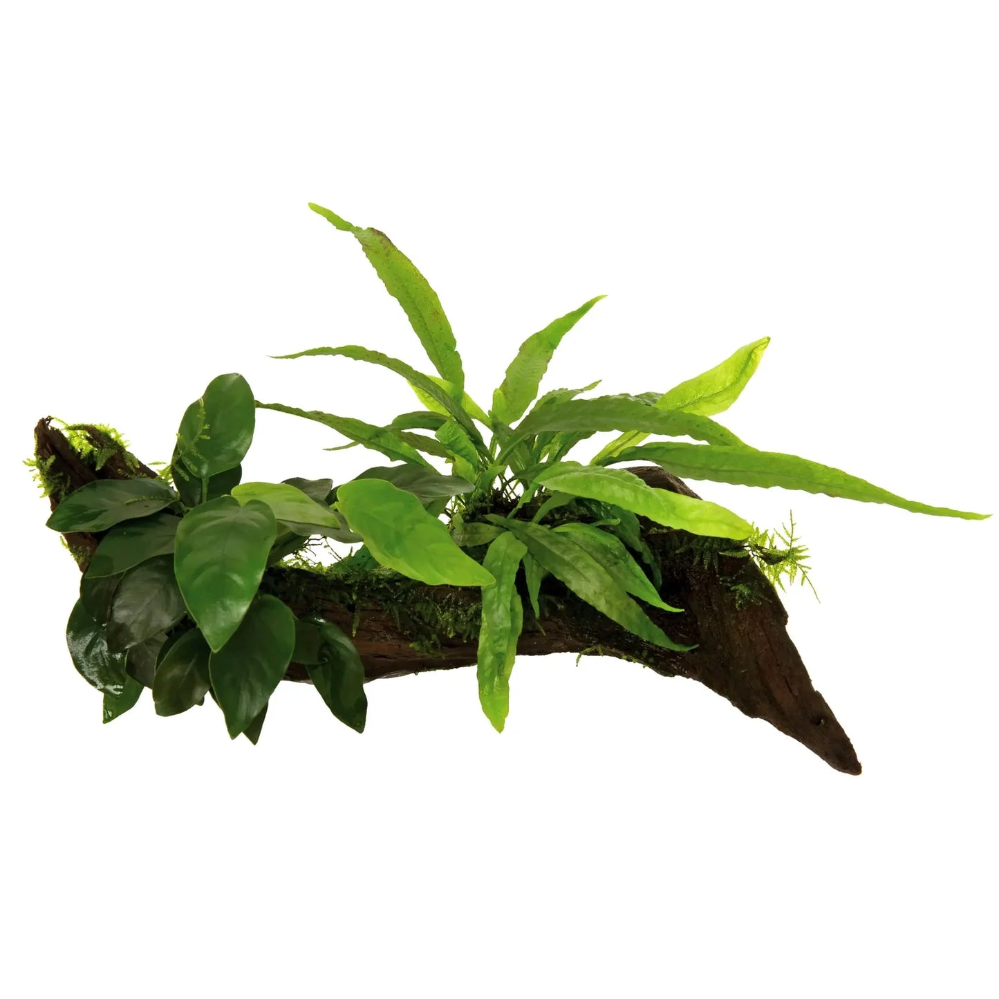 Wood Anubias - Microsorum Moss M