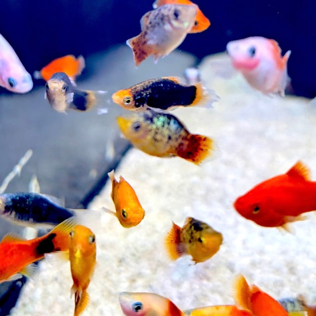 Assorted Platy