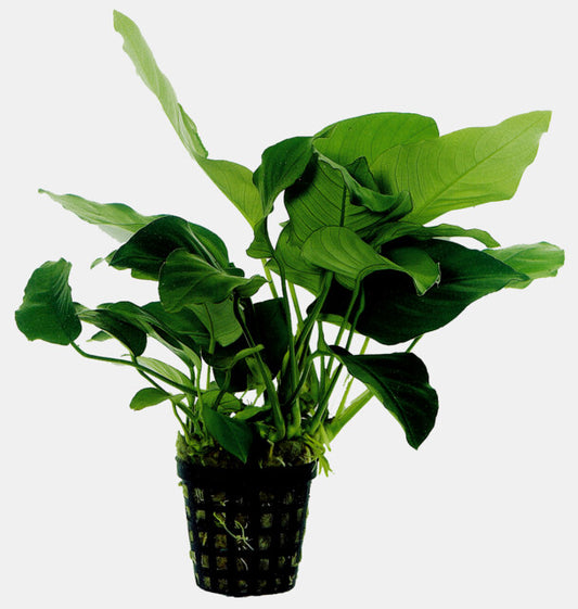 Anubias Barteri Var. Nana 5cm Pot