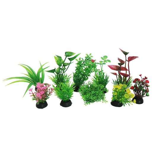 Betta Minature Plant Selection 10 Pack