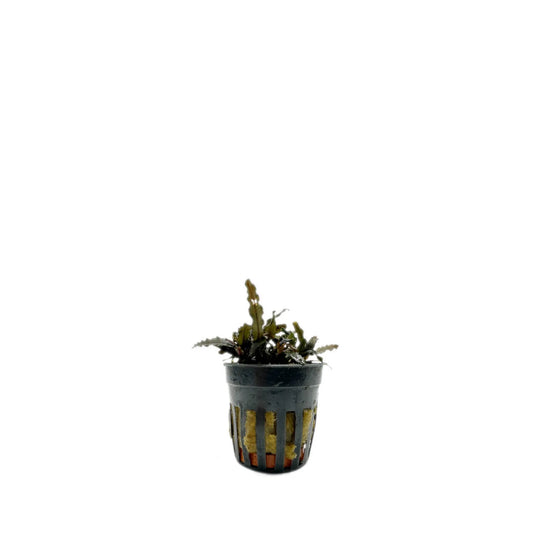 Bucephalandra Caterina