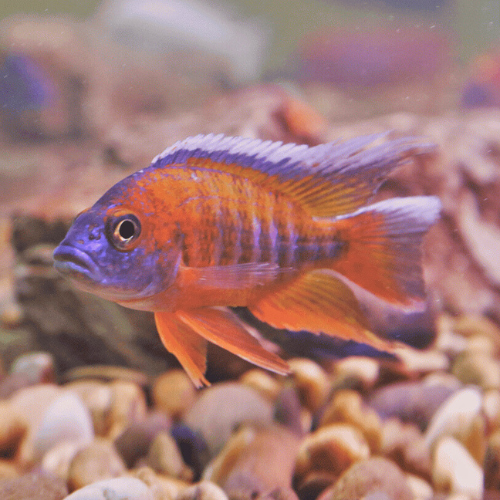 Eureka Red Peacock Cichlid