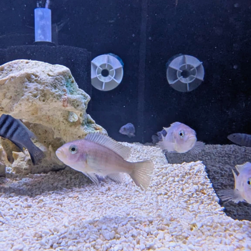 Cynotilapia Afra White Top