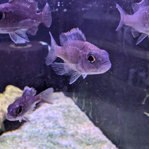 Fairy Cichlid - Jacobfreibergi