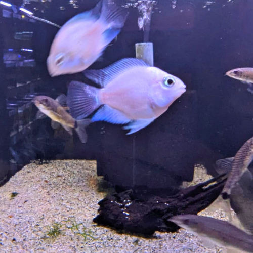 Platinum Polar White Cichlid