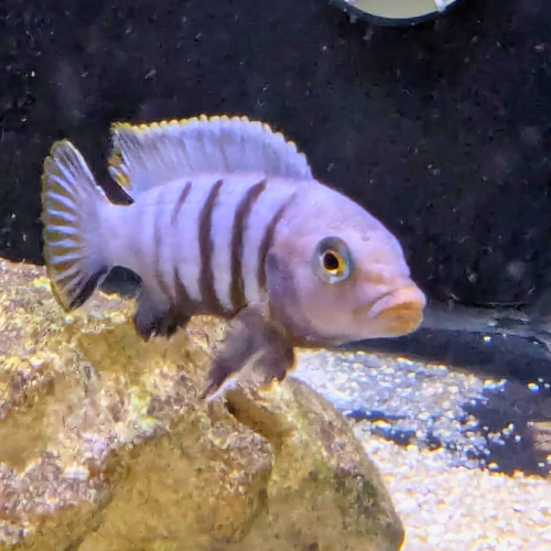 Kingsizei Blue Gold Mbuna