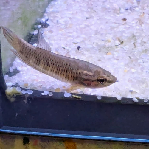 Betta Imbellis