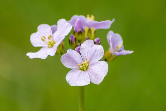 Cardamine Pratensis - (Cuckoo Flower/ Lady's Smock) 1 ltr