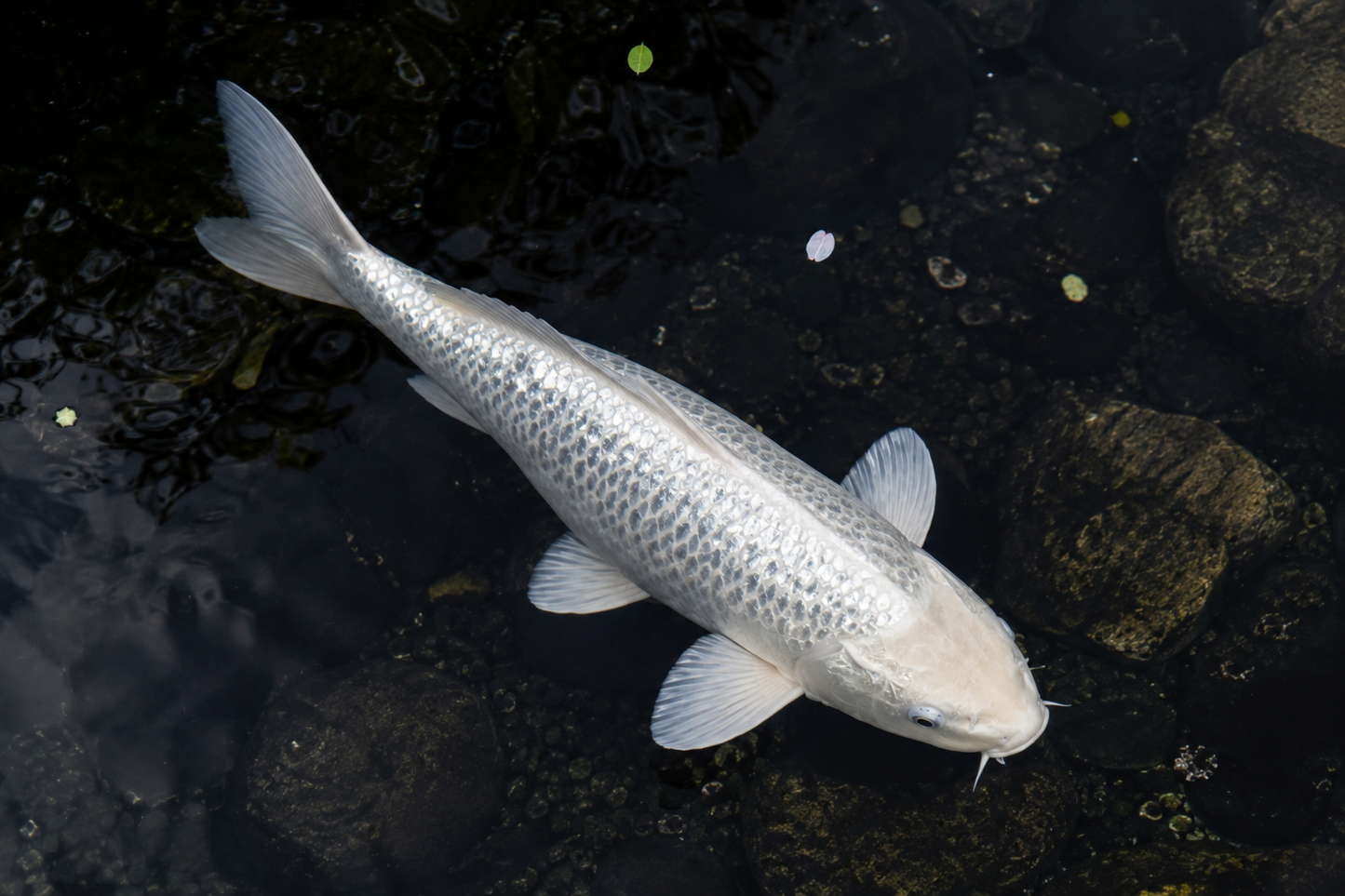 Platinum Koi