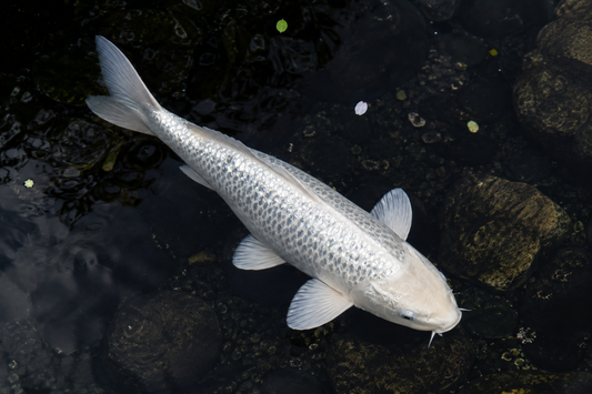 Platinum Koi
