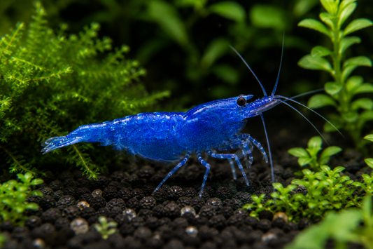 Blue Cherry Shrimp