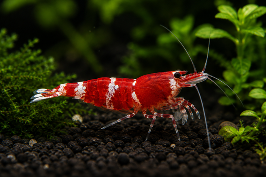 Red Bee Shrimp - Caridina
