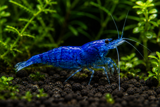 Cobalt Blue Shrimp