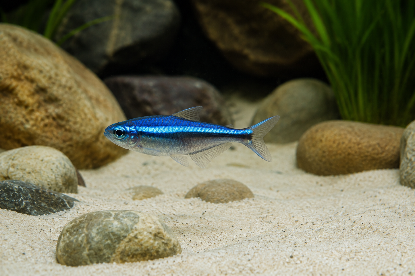Blue Emperor Tetra