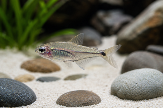 X-ray Tetra