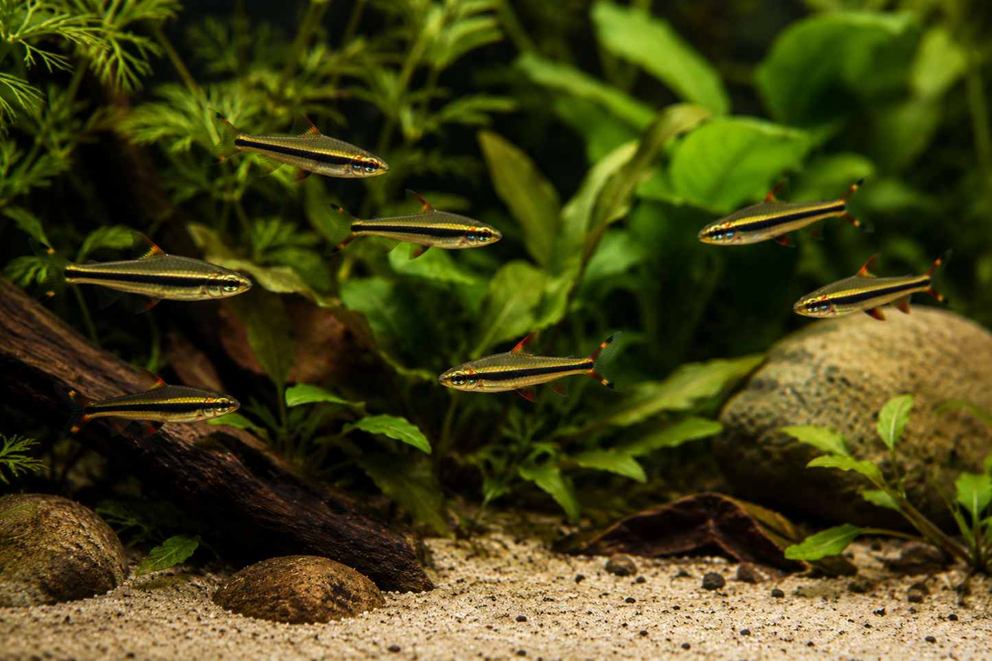 Dwarf Pencilfish