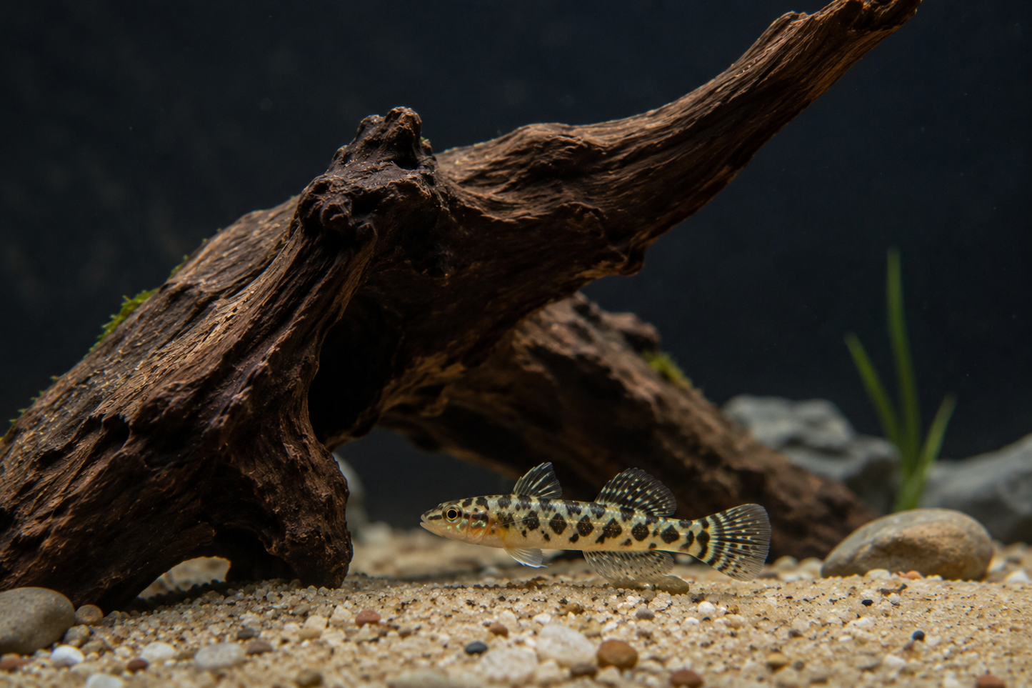 Empire Gudgeon