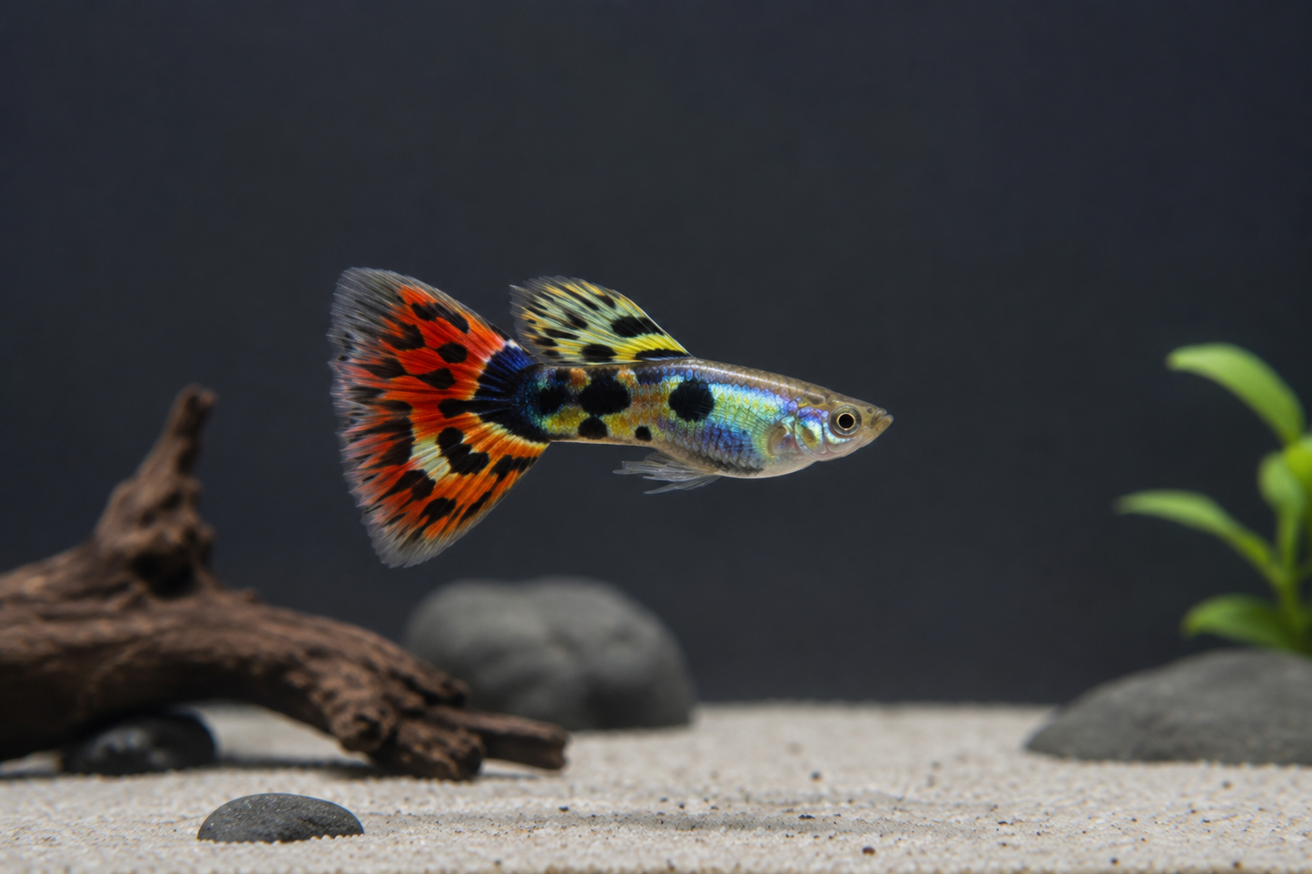 Triangle Mix Guppy