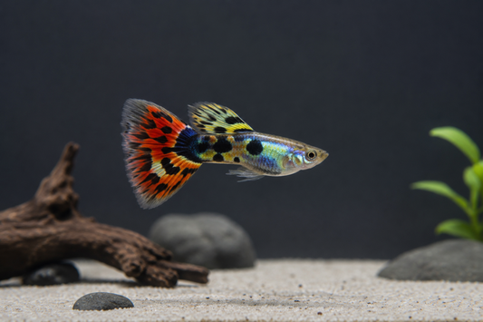 Triangle Mix Guppy