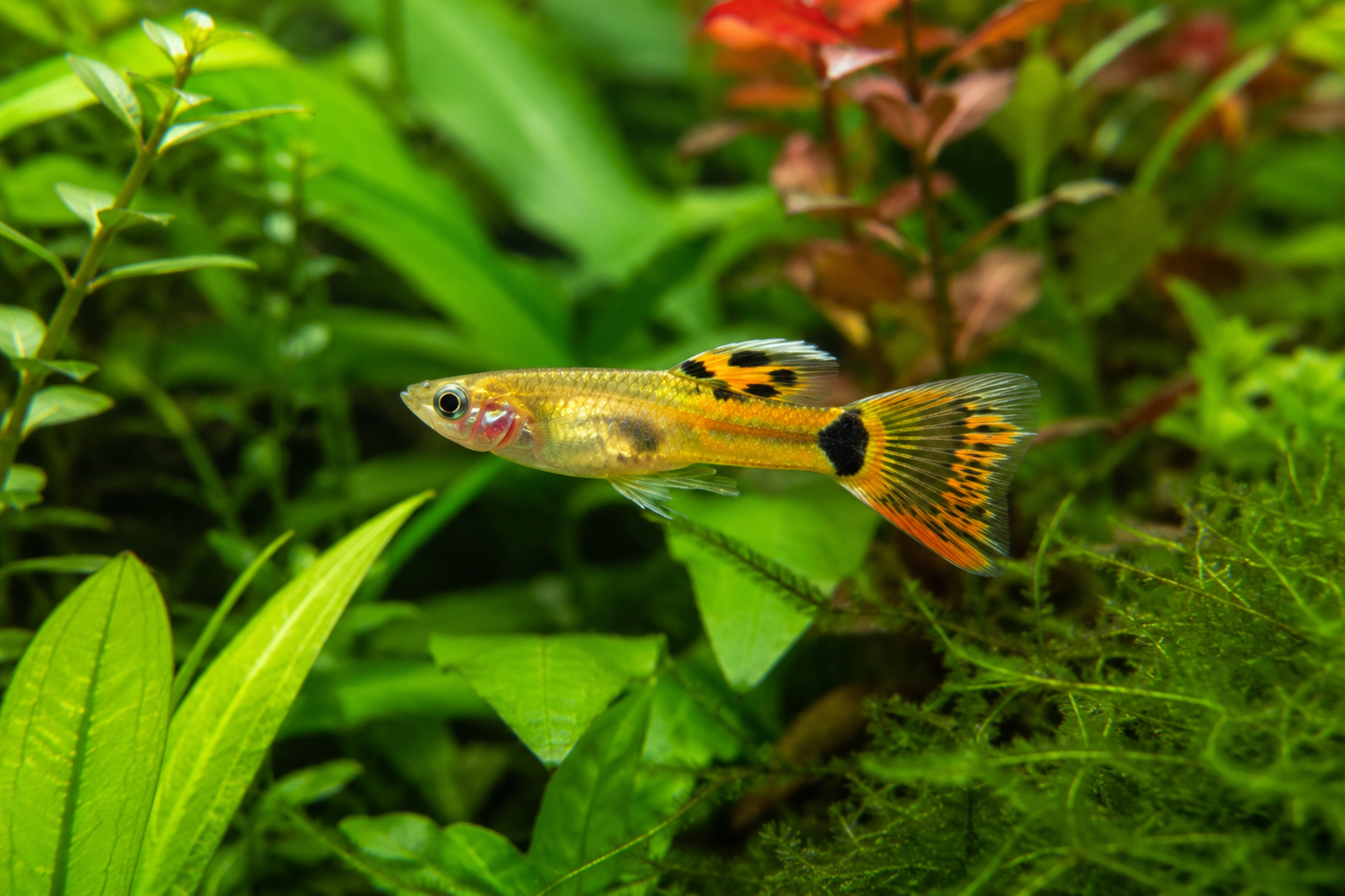 Golden Male Endler