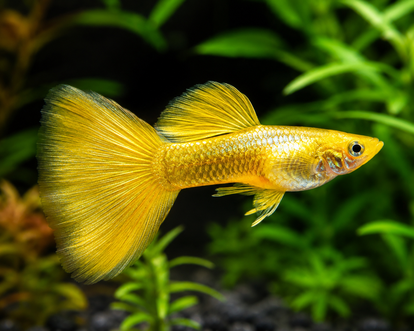 Gold Guppy 24K (Pair)