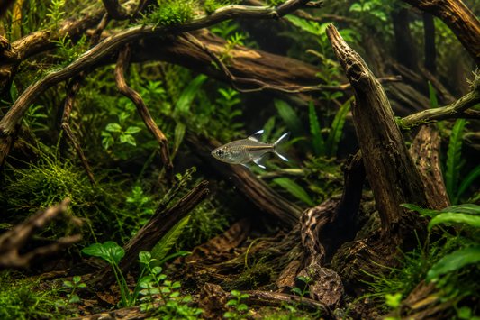 Bentosi White Fin Tetra