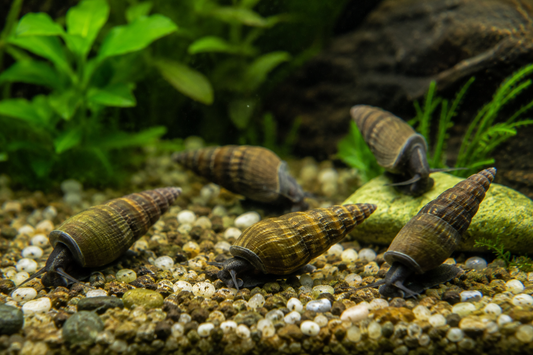 Winter Trumpet Snail