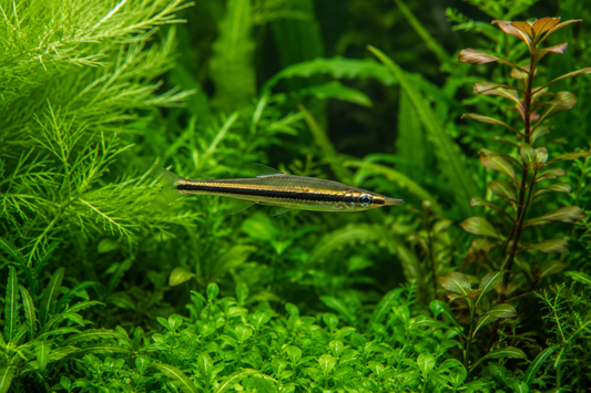 Toothpick Fish