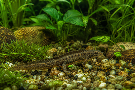 Spanish Ribbed Newt