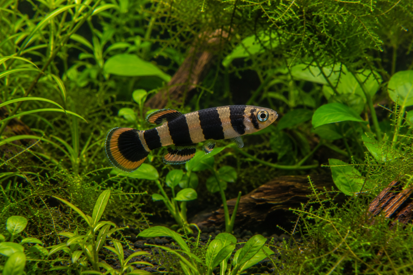 Clown Killifish