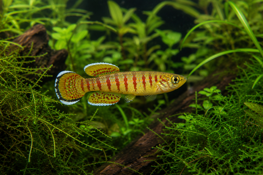 Golden Guentheri Killifish