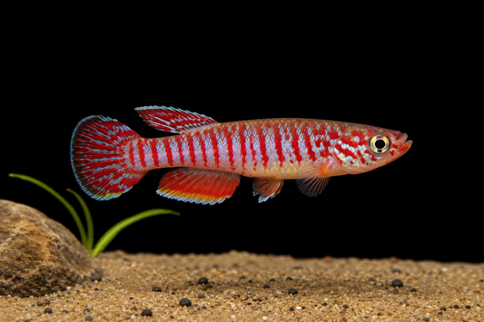 Red Striped Killifish