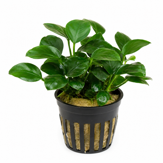 Anubias Mimima 5cm Pot