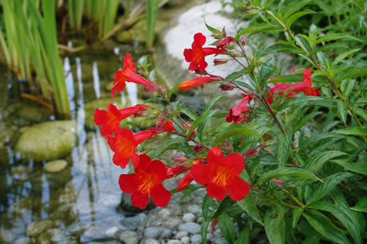 Mimulus Cardinalis - (Scarlet Monkey Flower) 1ltr