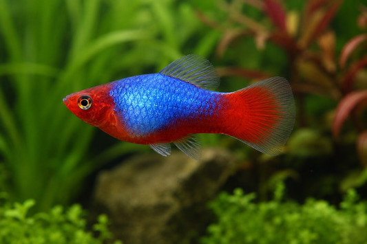 Blue-Red Platy