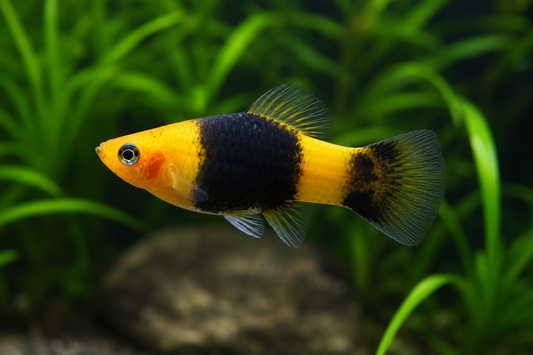 Bumblebee Platy