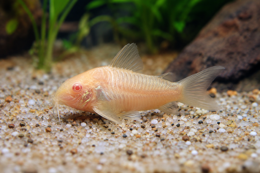 Albino Bronze Cory