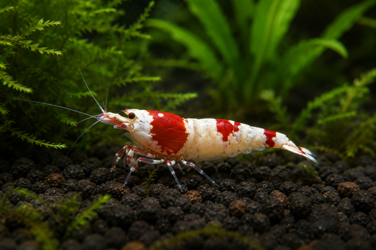 Crystal Red Shrimp