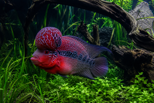 Flowerhorn Cichlid
