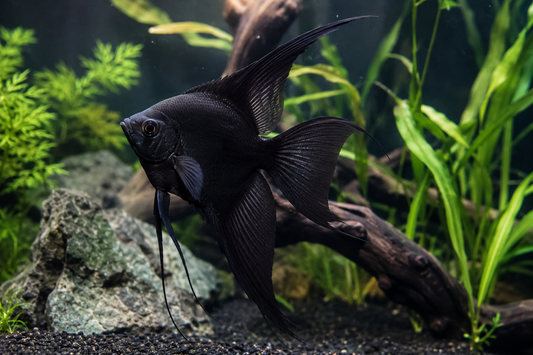 Black Angelfish