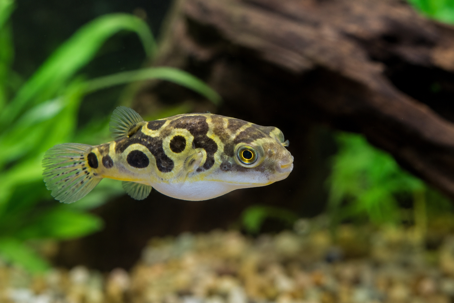 Figure of Eight Pufferfish