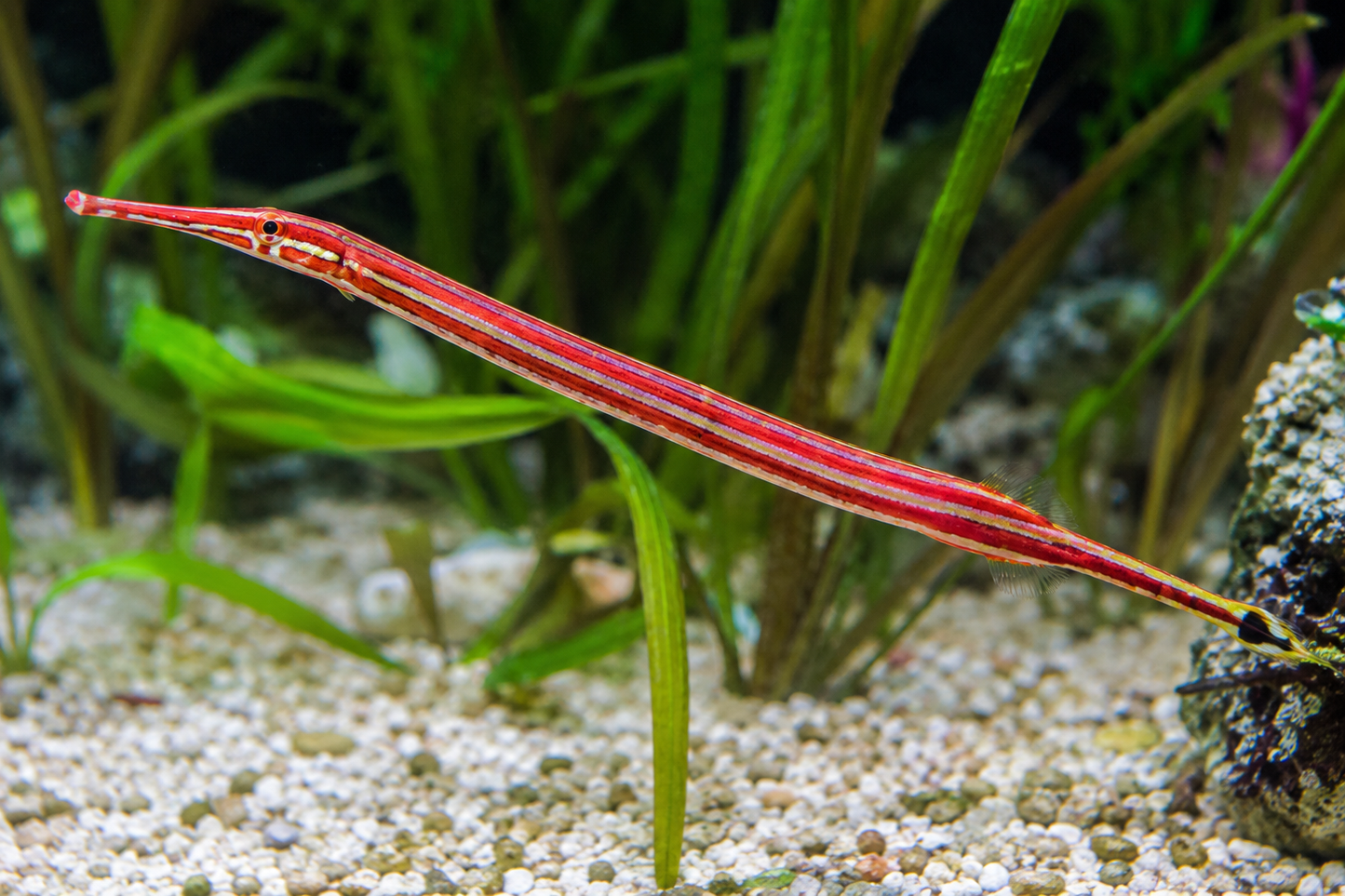 Redline Pipefish