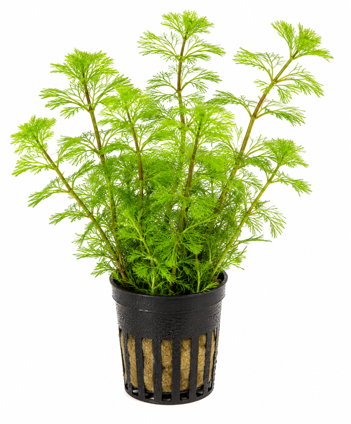 Myriophyllum Pinnatum 5cm Pot